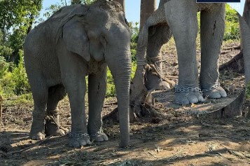 बेड़ियों से मुक्त हुए 20 हाथी, वनतारा में करेंगे नई आजाद जिंदगी की शुरुआत