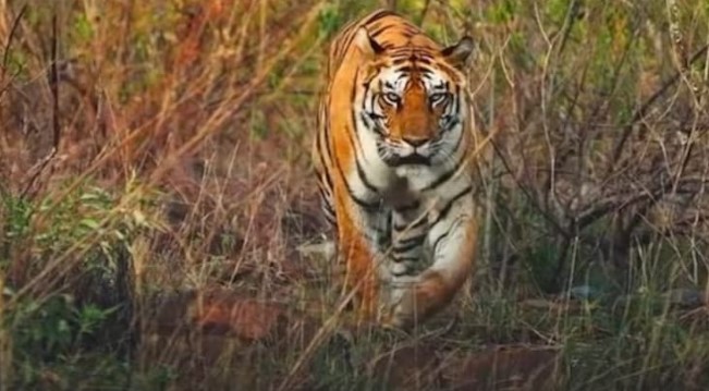 गरियाबंद में बाघ की दहाड़... पंजे के निशान के पास मिले दो मवेशियों के शव; अब आगे क्या
