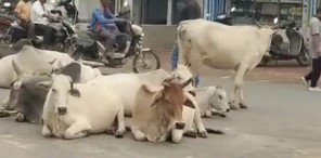 सड़कें बन गईं गौशाला! बैकुंठपुर में हर दिन दे रहे सड़क हादसों को खुला न्योता