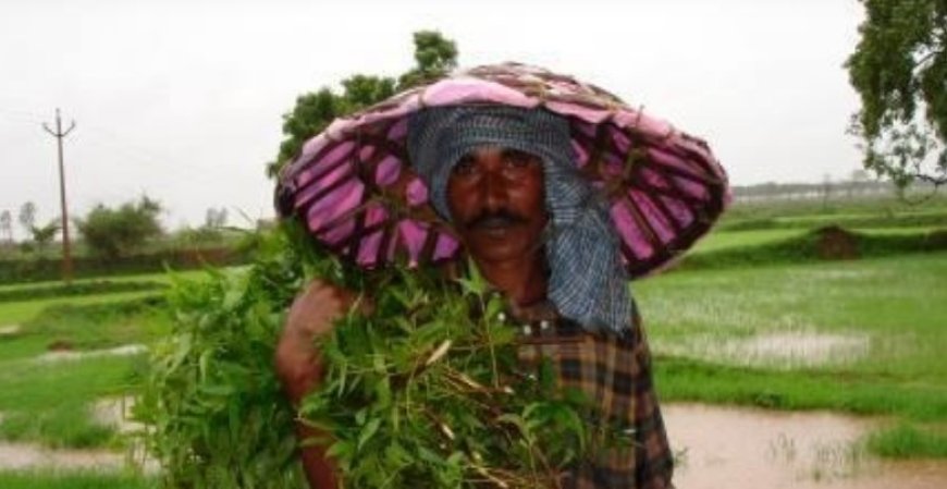 विशेष लेख : छत्तीसगढ़ की पहली पारम्परिक लोक पर्व हरेली