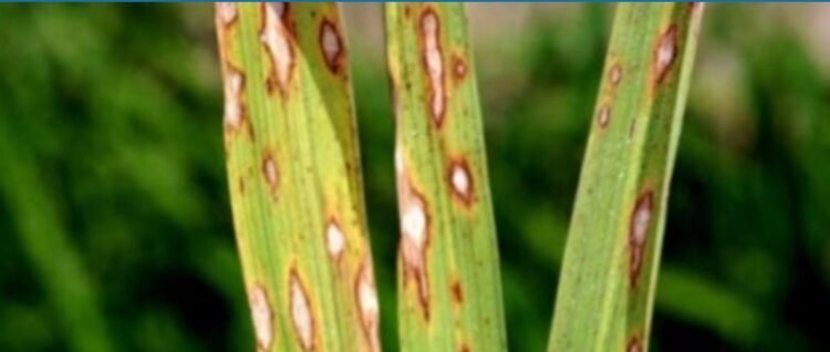 धान की फसलों में रोग व कीट प्रकोप से बचाव के लिए कृषि विशेषज्ञों ने दी सलाह