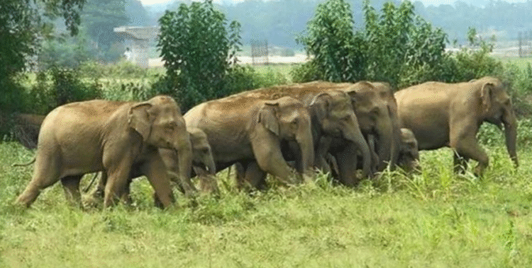 हाथी के हमले में किसान की दर्दनाक मौत, गांव में फैली दहशत