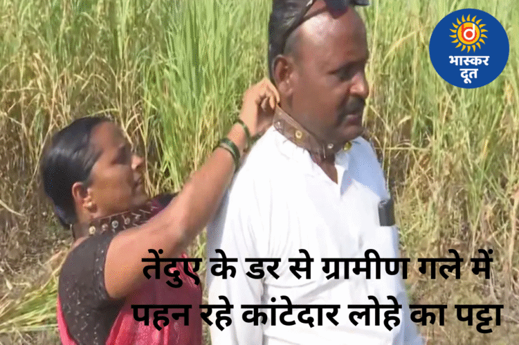 तेंदुए के हमलों से बचने का देसी जुगाड़: महाराष्ट्र के गांवों में लोग गले में पहन रहे कांटेदार लोहे का पट्टा