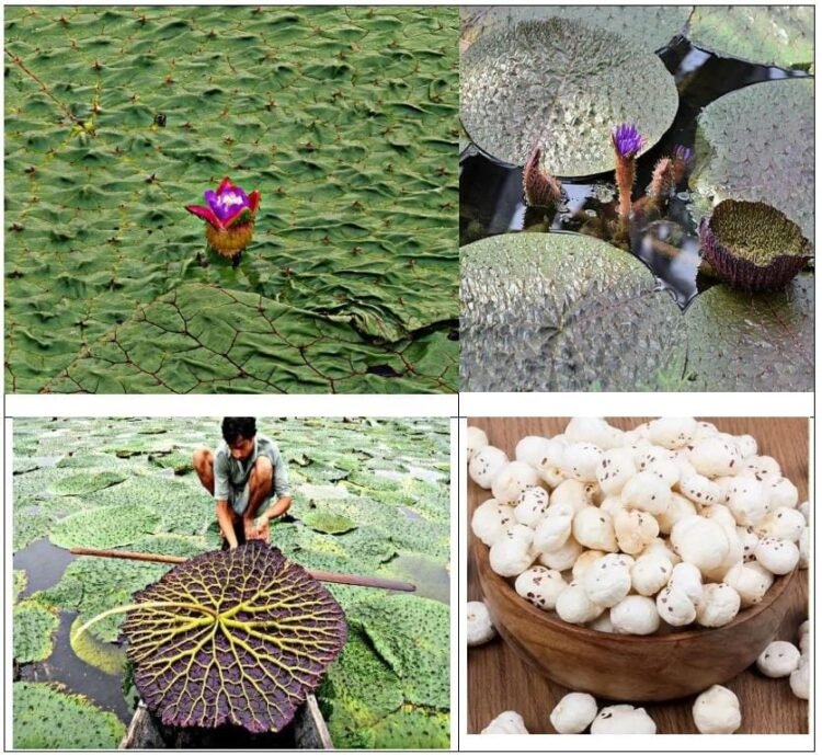 मुख्यमंत्री श्री विष्णु देव साय के प्रयास से छत्तीसगढ़ मखाना बोर्ड में शामिल