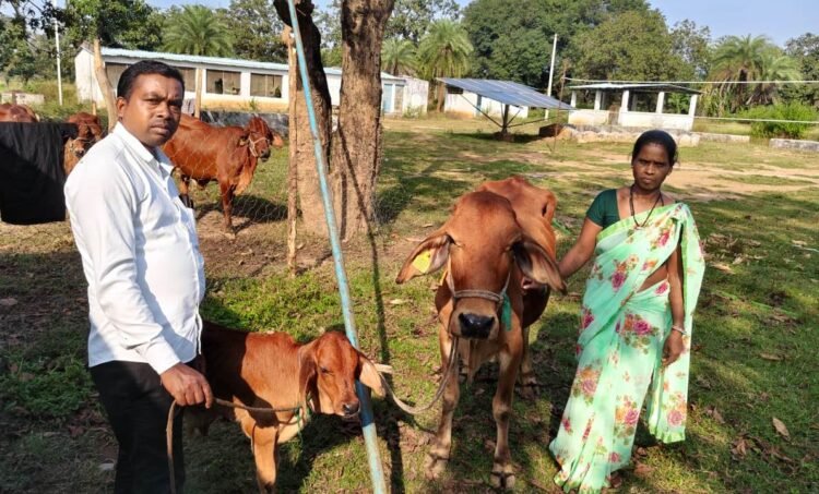 राज्य सरकार की दो साल की उपलब्धि पर विशेष समाचार : बस्तर संभाग में डेयरी व्यवसाय को दिया जा रहा है बढ़ावा