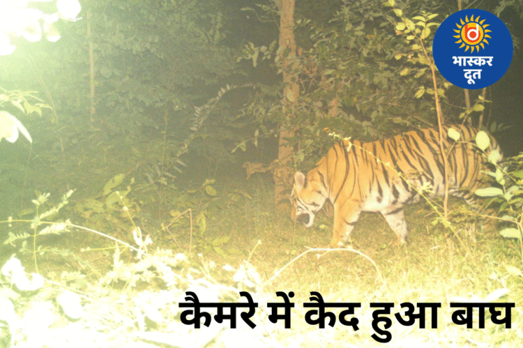 जंगल में घूमता रहस्यमयी बाघ आखिर कैद, कैमरे में दिखा वयस्क नर शेर—गांव में दहशत, वन विभाग अलर्ट