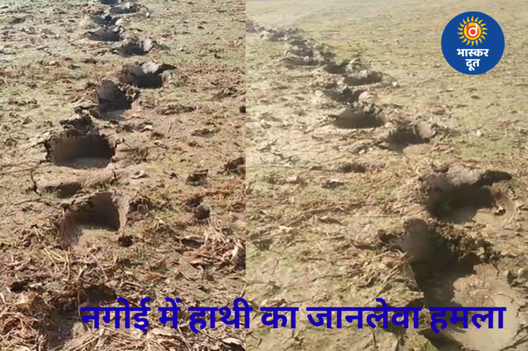 शहर के पास हाथी का हमला, बुजुर्ग की मौत और दो घायल