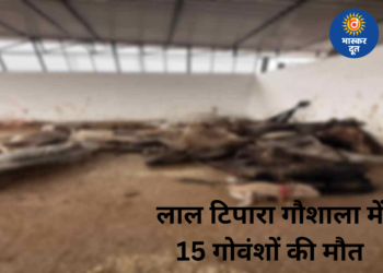 आदर्श गौशाला लाल टिपारा में 15 गोवंशों की मौत, करोड़ों के बजट पर सवाल
