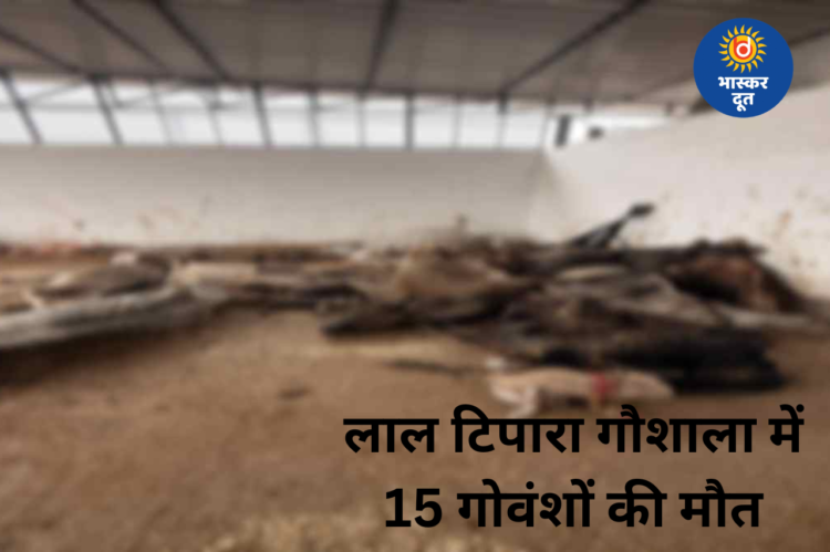 आदर्श गौशाला लाल टिपारा में 15 गोवंशों की मौत, करोड़ों के बजट पर सवाल