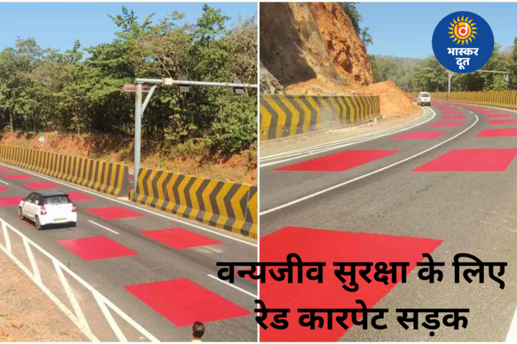 एमपी में ‘रेड कारपेट’ सड़क: वन्यजीव सुरक्षा के लिए देश की पहली टेबल टॉप रेड मार्किंग