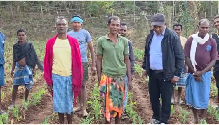 मटर की खेती से मिली नई दिशा