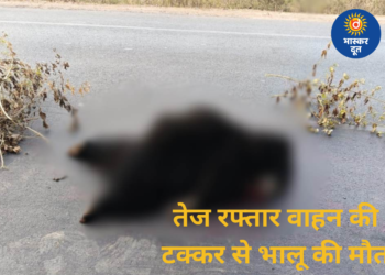 NH-30 पर तेज रफ्तार वाहन की टक्कर से भालू की मौत, वन विभाग जांच में जुटा