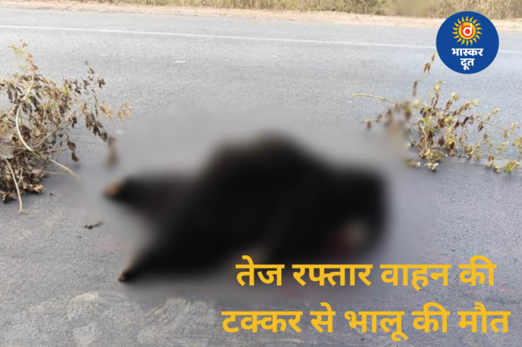 NH-30 पर तेज रफ्तार वाहन की टक्कर से भालू की मौत, वन विभाग जांच में जुटा