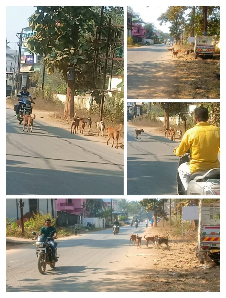 दंतेवाड़ा शहर में आवारा कुत्तों का आतंक  | महिलाएं-बच्चे-बुजुर्ग असुरक्षित |