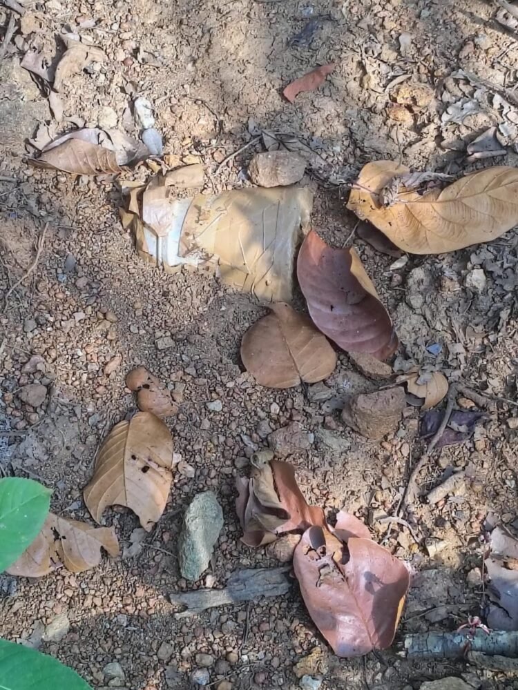 दंतेवाड़ा में नक्सल साजिश नाकाम, 5 किलो का IED बरामद कर मौके पर किया गया नष्ट  |