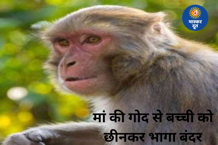 बंदर ने 15 दिन की मासूम को मां की गोद से छीनकर भागते समय कुएं में गिराया, डायपर की वजह से बची जान