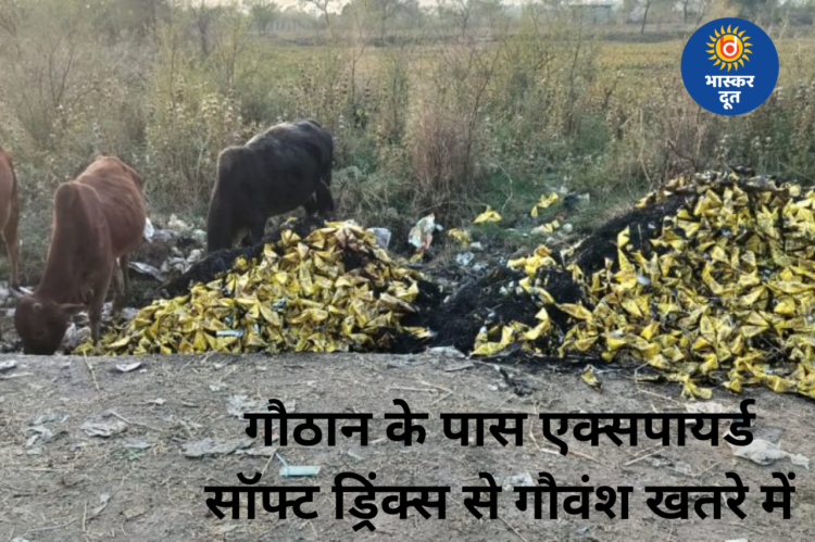 गौठान के पास फेंके गए एक्सपायर्ड सॉफ्ट ड्रिंक्स बने खतरा, गौवंश की जान पर मंडराया संकट
