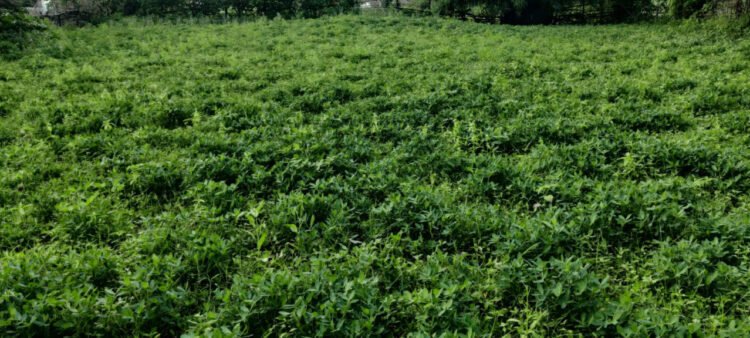 उन्नत कृषि तकनीक से मूंगफली उत्पादन में उल्लेखनीय वृद्धि