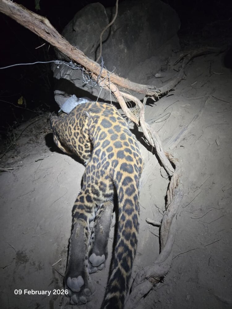 कटघोरा वनमंडल की सतर्कता से तेंदुए का सफल रेस्क्यू और शिकारी गिरफ्तार