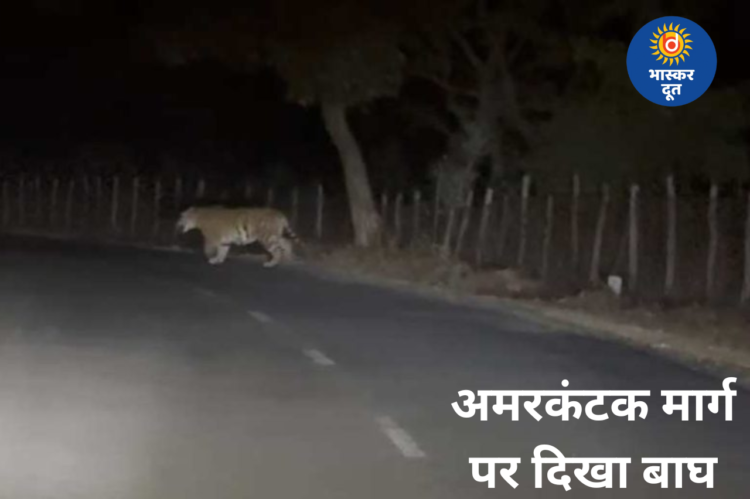 अमरकंटक मार्ग पर बाघ की चहलकदमी, शिक्षक ने मोबाइल में कैद किया वीडियो