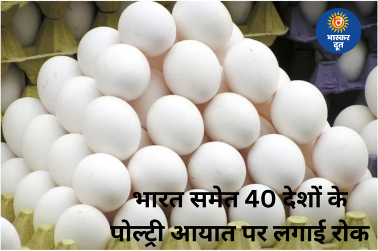 सऊदी अरब का बड़ा फैसला: भारत समेत 40 देशों से चिकन-अंडे के आयात पर रोक, बर्ड फ्लू बना वजह