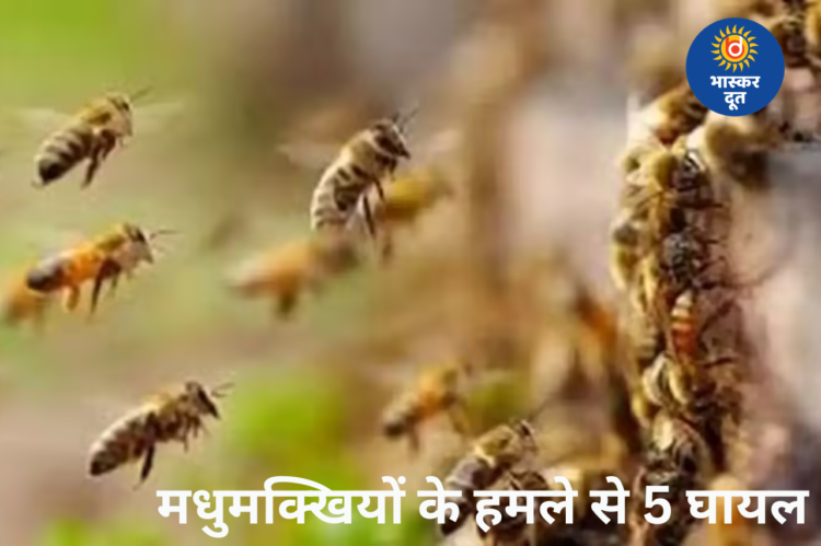 मधुमक्खियों का हमला, 5 घायल — एक की हालत गंभीर