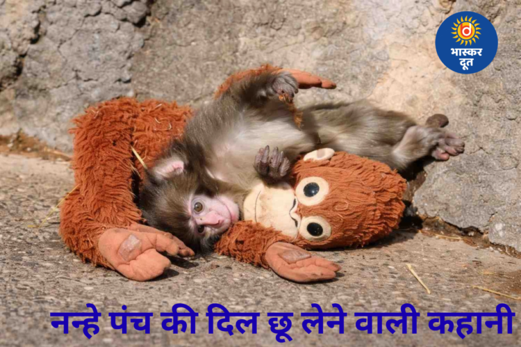 खिलौने से लिपटकर मां का प्यार ढूंढता नन्हा पंच…नन्हे पंच की दिल छू लेने वाली कहानी