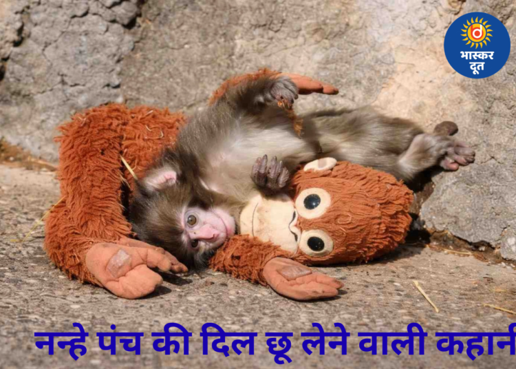 खिलौने से लिपटकर मां का प्यार ढूंढता नन्हा पंच…नन्हे पंच की दिल छू लेने वाली कहानी
