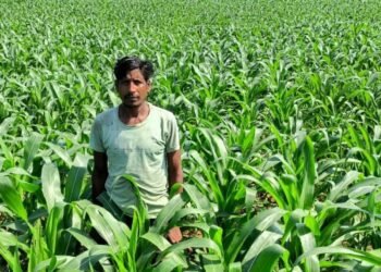 धान के बजाय मक्का से बढ़ा मुनाफा : किसान मालती मोहन बने उन्नत खेती की मिसाल