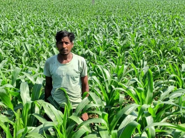 धान के बजाय मक्का से बढ़ा मुनाफा : किसान मालती मोहन बने उन्नत खेती की मिसाल