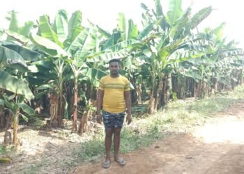 केला उत्पादन से बढ़ी आमदनी, उद्यानिकी खेती से मिला नया सहारा