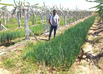 ड्रेगन फ्रूट की उन्नत खेती से श्रीमती उमा शुक्ला एवं श्री प्रकाश नारायण शुक्ला दंपत्ति को प्रति एकड़ 1.25 लाख रुपए की आमदनी