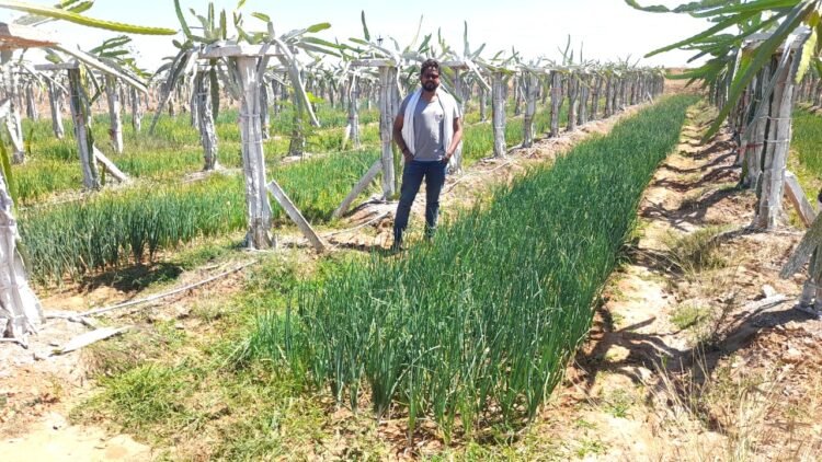 ड्रेगन फ्रूट की उन्नत खेती से श्रीमती उमा शुक्ला एवं श्री प्रकाश नारायण शुक्ला दंपत्ति को प्रति एकड़ 1.25 लाख रुपए की आमदनी