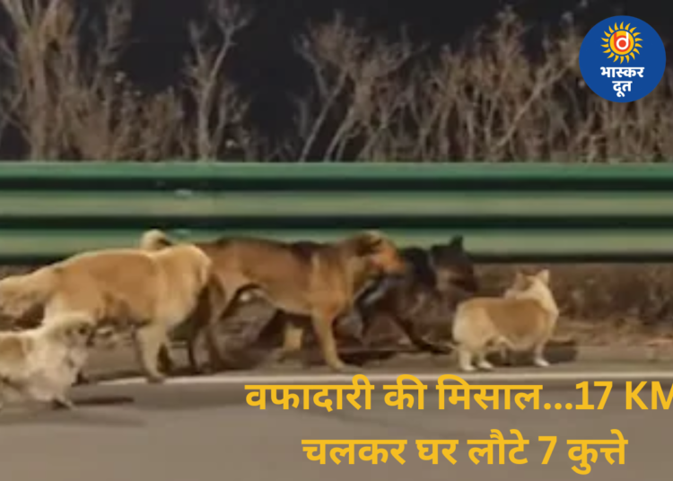 वफादारी की अनोखी कहानी: तस्करों से बचकर 7 पालतू कुत्ते 17 KM चलकर पहुंचे घर