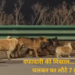 वफादारी की अनोखी कहानी: तस्करों से बचकर 7 पालतू कुत्ते 17 KM चलकर पहुंचे घर