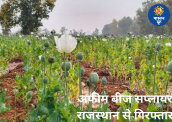 दुर्ग में अफीम की खेती का मामला: पुलिस ने बीज सप्लाई करने वाले को राजस्थान से किया गिरफ्तार, 3 आरोपी पहले ही जा चुके हैं जेल