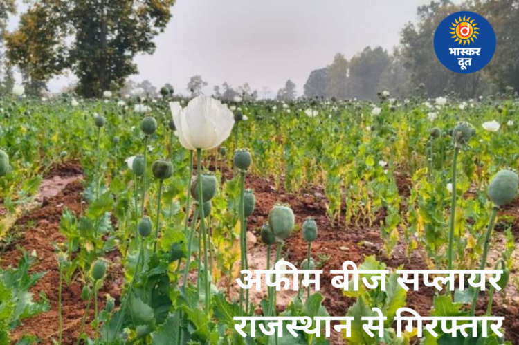 दुर्ग में अफीम की खेती का मामला: पुलिस ने बीज सप्लाई करने वाले को राजस्थान से किया गिरफ्तार, 3 आरोपी पहले ही जा चुके हैं जेल