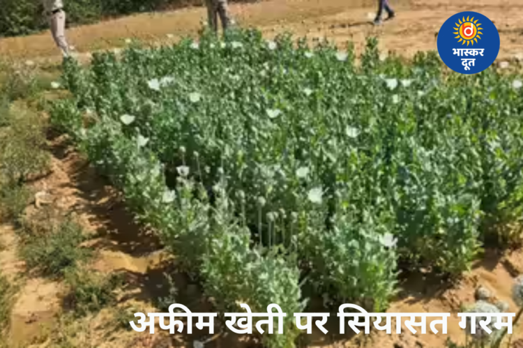 छत्तीसगढ़ में अफीम खेती पर सियासत तेज: पूर्व सीएम भूपेश बघेल बोले- “सुशासन के ‘अफ़ीम स्टार्टअप’ की नई ब्रांच लैलूंगा में”, अजय चंद्राकर ने कहा- “प्रशासनिक और राजनीतिक संरक्षण की हो जांच”
