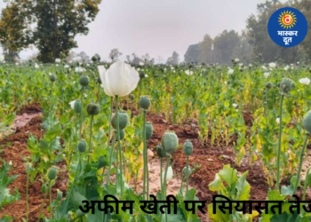 अफीम खेती मामले पर गरमाई सियासत, पूर्व सीएम भूपेश बघेल का सरकार पर हमला; मंत्री राजेश अग्रवाल बोले- दोषियों पर हो रही सख्त कार्रवाई