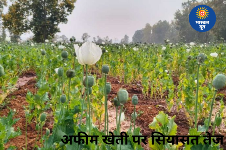 अफीम खेती मामले पर गरमाई सियासत, पूर्व सीएम भूपेश बघेल का सरकार पर हमला; मंत्री राजेश अग्रवाल बोले- दोषियों पर हो रही सख्त कार्रवाई