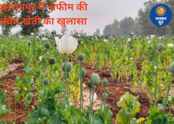 बड़ी खबर: छत्तीसगढ़ के बलरामपुर में 5 एकड़ में अफीम की खेती पकड़ी गई, प्रशासन जांच में जुटा