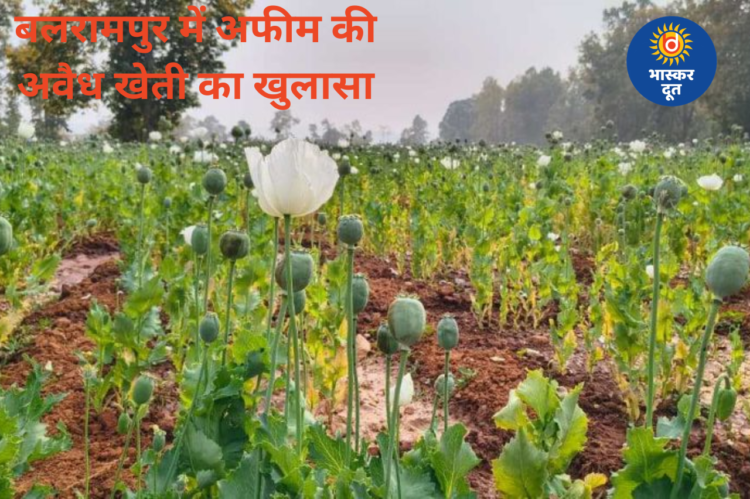 बड़ी खबर: छत्तीसगढ़ के बलरामपुर में 5 एकड़ में अफीम की खेती पकड़ी गई, प्रशासन जांच में जुटा