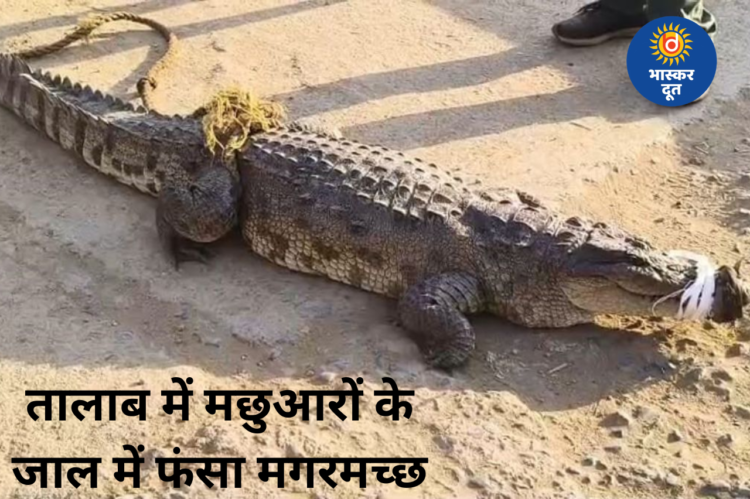 बिलासपुर के तालाब में मछुआरों के जाल में फंसा मगरमच्छ, बड़ी मछली समझकर खींचते रहे