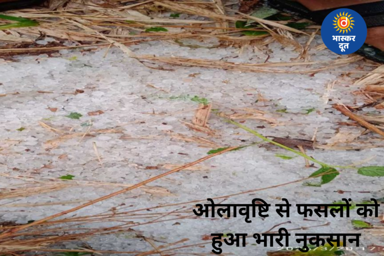 बेमौसम बारिश और ओलावृष्टि का कहर: खेतों में खड़ी फसलों को हुआ भारी नुकसान