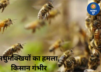 खेत में काम कर रहे बुजुर्ग किसान पर मधुमक्खियों का हमला, बचने नदी में कूदे; हालत नाजुक