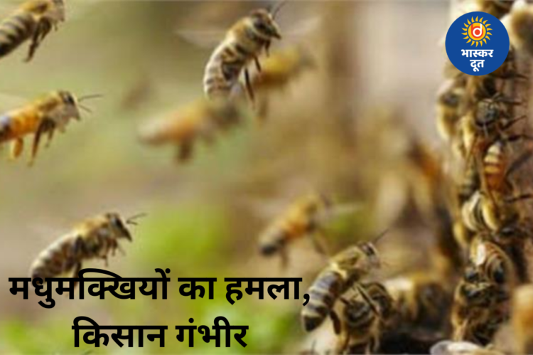 खेत में काम कर रहे बुजुर्ग किसान पर मधुमक्खियों का हमला, बचने नदी में कूदे; हालत नाजुक