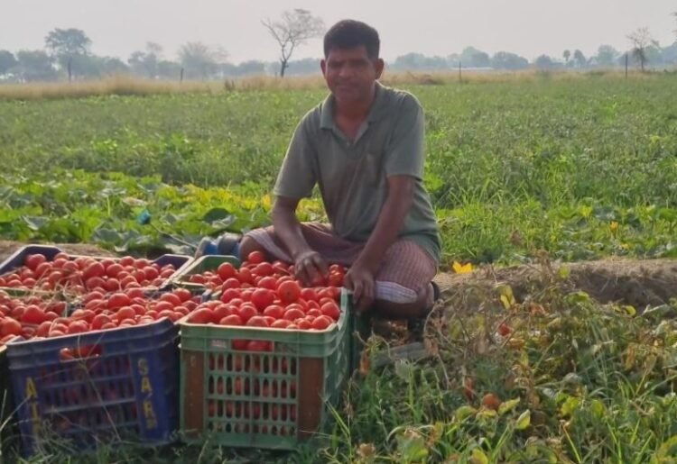 टमाटर की लालिमा से चमकी किस्मत—किसान लेखराम केवट बने आत्मनिर्भरता की मिसाल