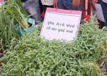 हरी खाद से बदल रही खेती की तस्वीर : कम लागत, बेहतर मुनाफा और स्वस्थ मिट्टी