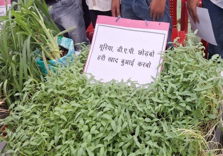 हरी खाद से बदल रही खेती की तस्वीर : कम लागत, बेहतर मुनाफा और स्वस्थ मिट्टी