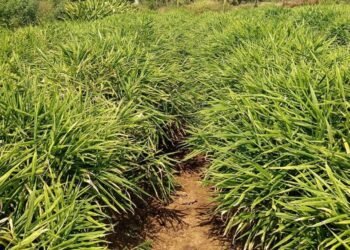 एक जिला एक उत्पाद योजना से बदली तस्वीर